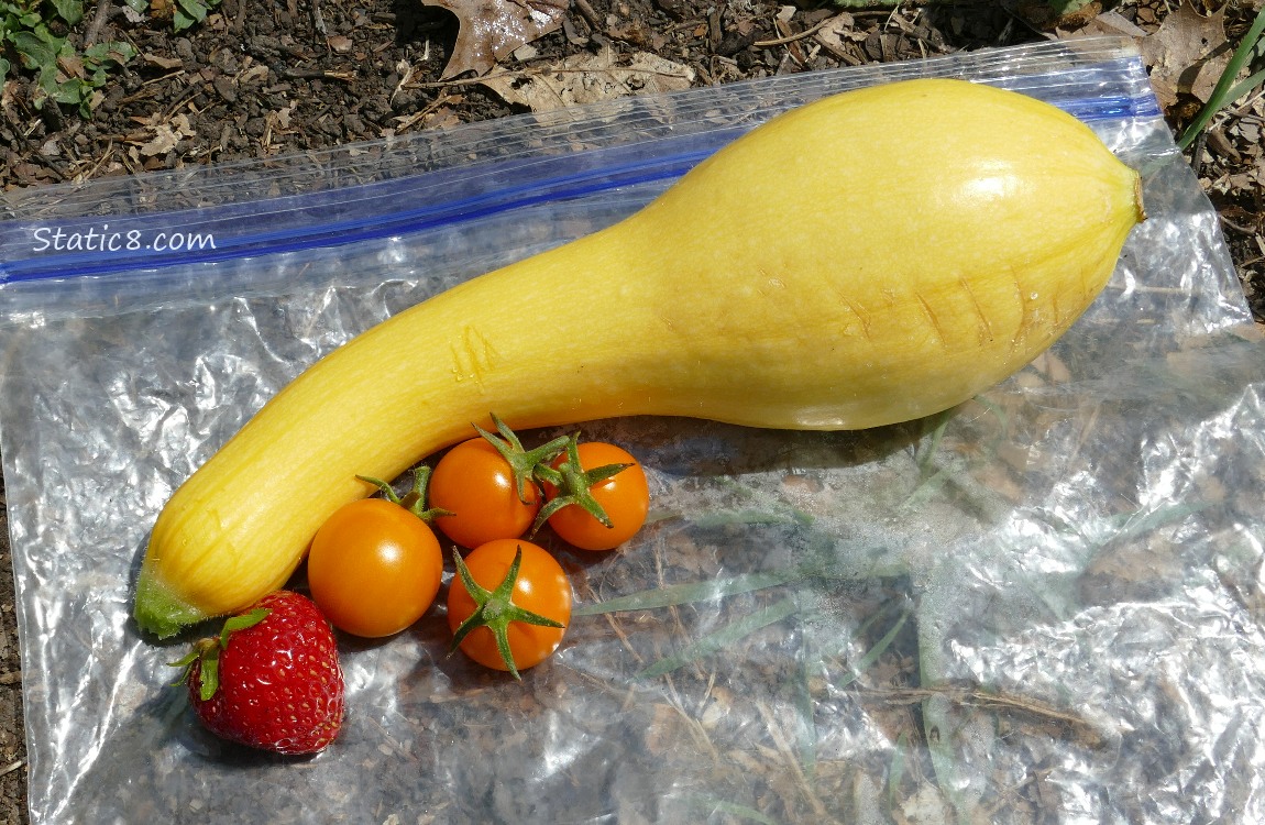 Harvested Crookneck and four sungolds and a strawberry