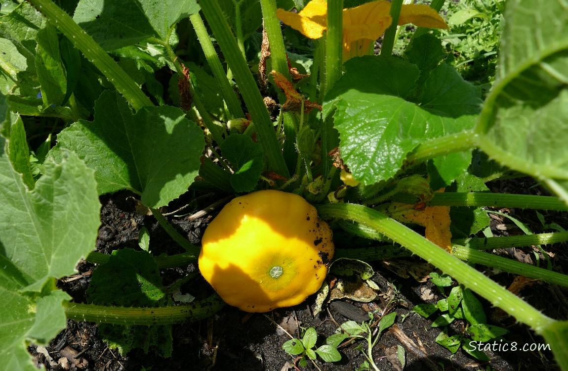 Patty Pan fruit growing under the leaves