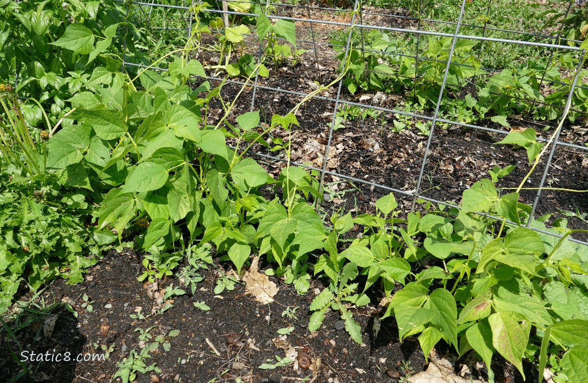 Beans growing on a wire trellis