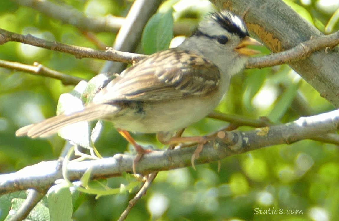 White Crwn Sparrow standing in a tree