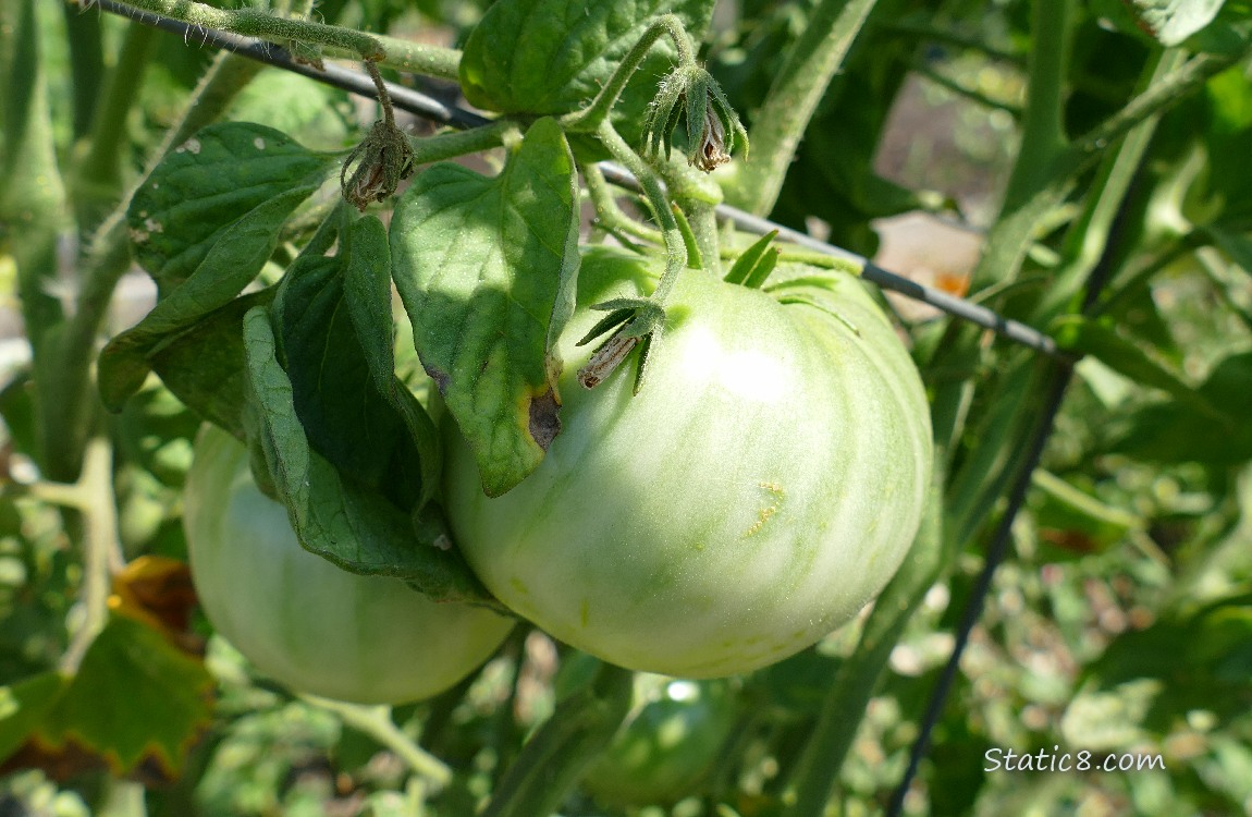 Green tomatoes growing on the vine