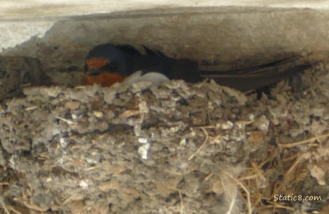 Barn Swallow parent sitting in the nest
