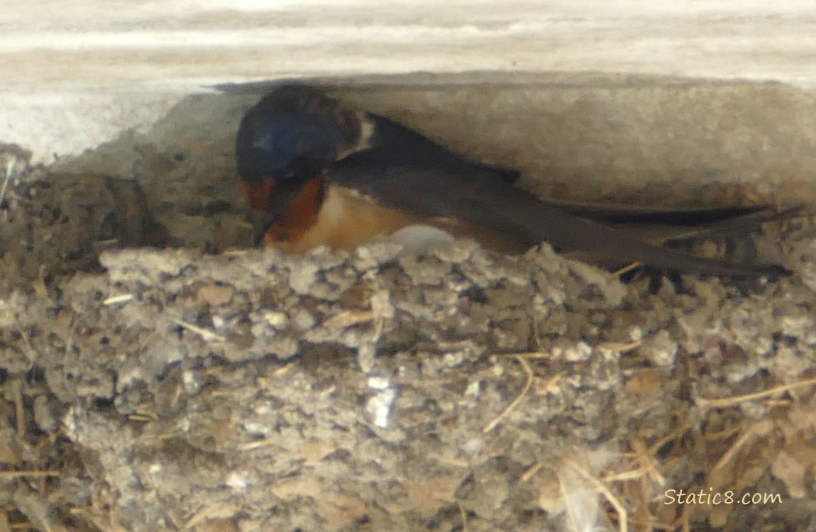 Barn Swallow parent sitting in the nest, looking down