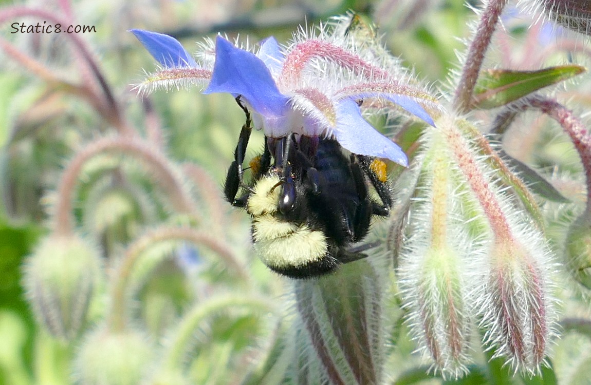 Bumblebee hanging from a Borage bloom