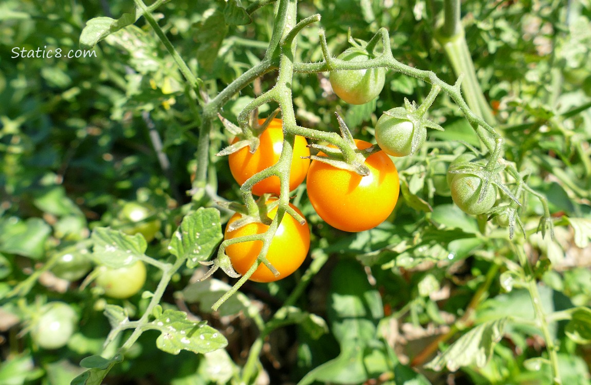 Sungold cherry tomatoes ripening on the vine