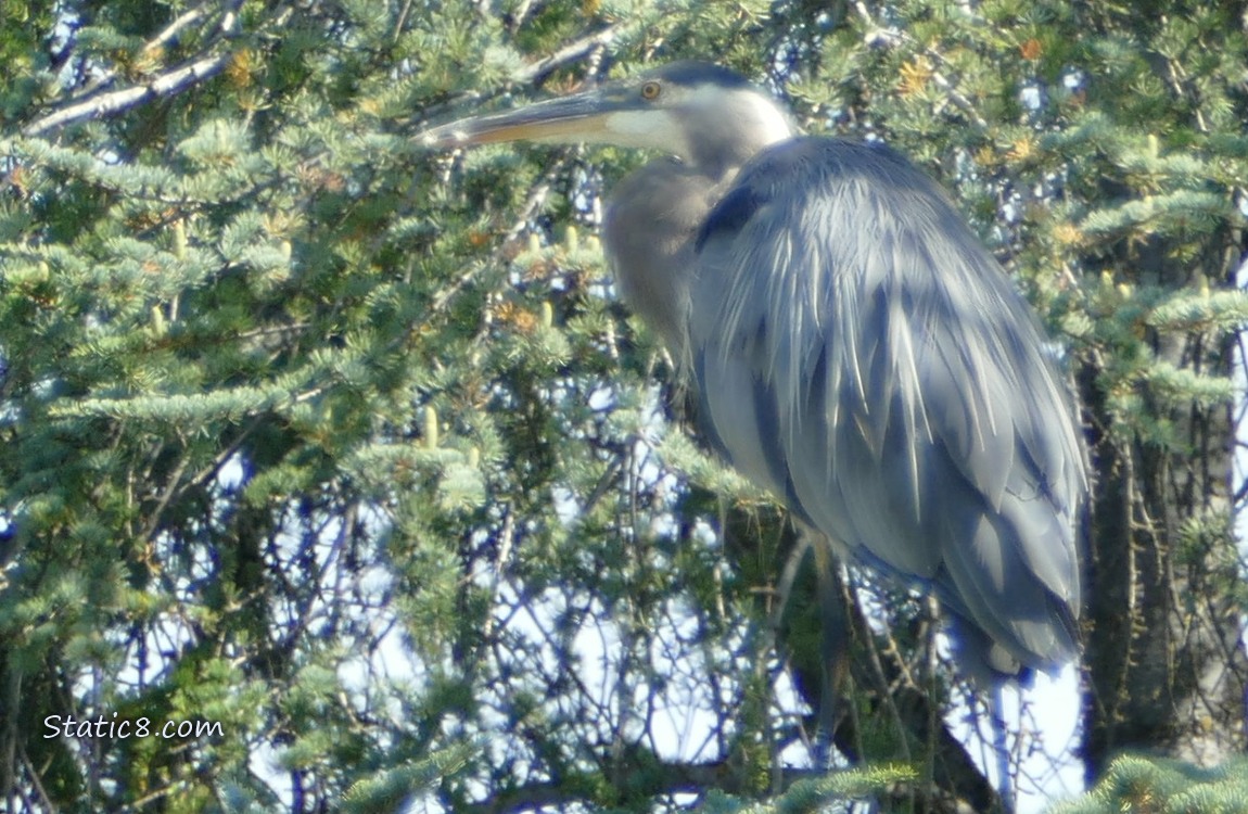 Great Blue Heron standing in a tree