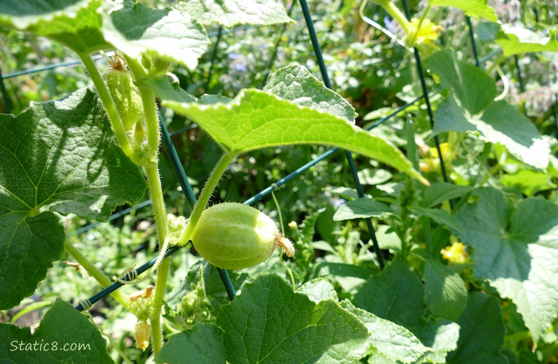 Lemon Cucumber growing on the vine with yellow flowers