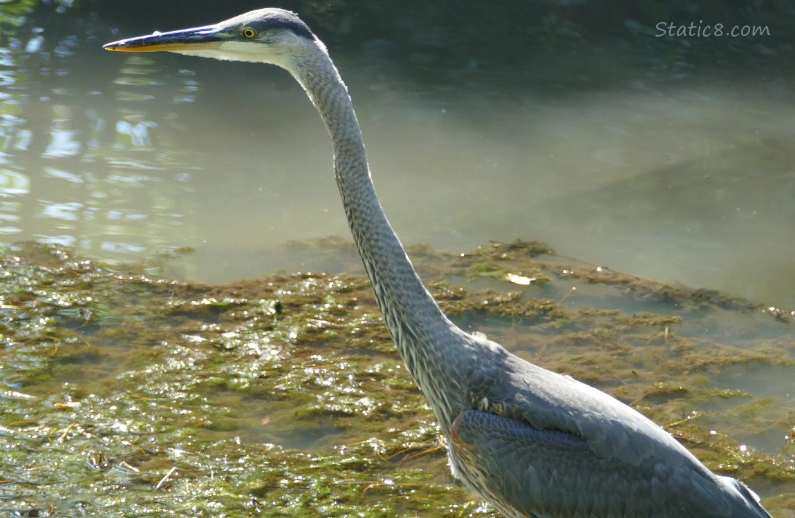 Great Blue Heron walking in water
