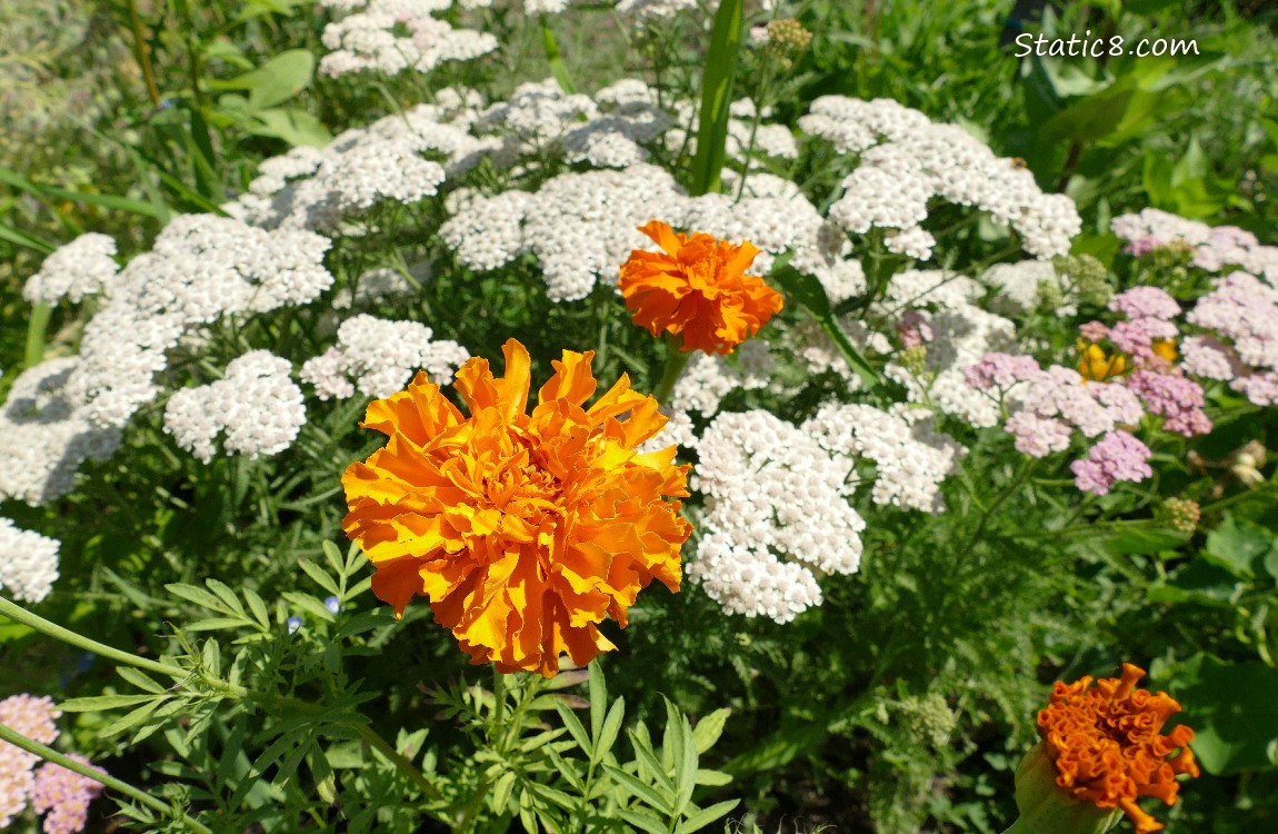 Marigold and other flowers