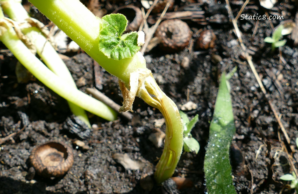 stem of a squash plant with holes in it