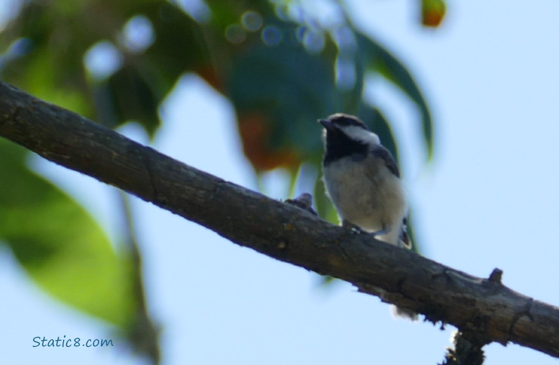 Chickadee standing on a branch