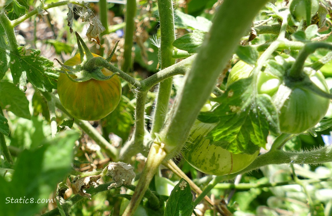 Small tomatoes ripening on the vine
