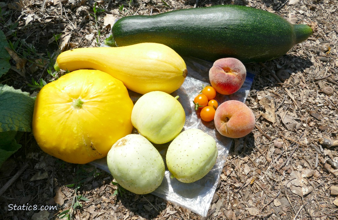 Harvested squashes lying on the ground