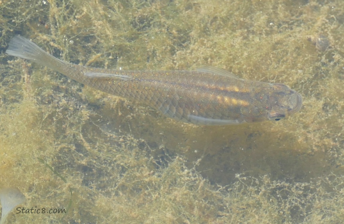 Minnow swimming in water