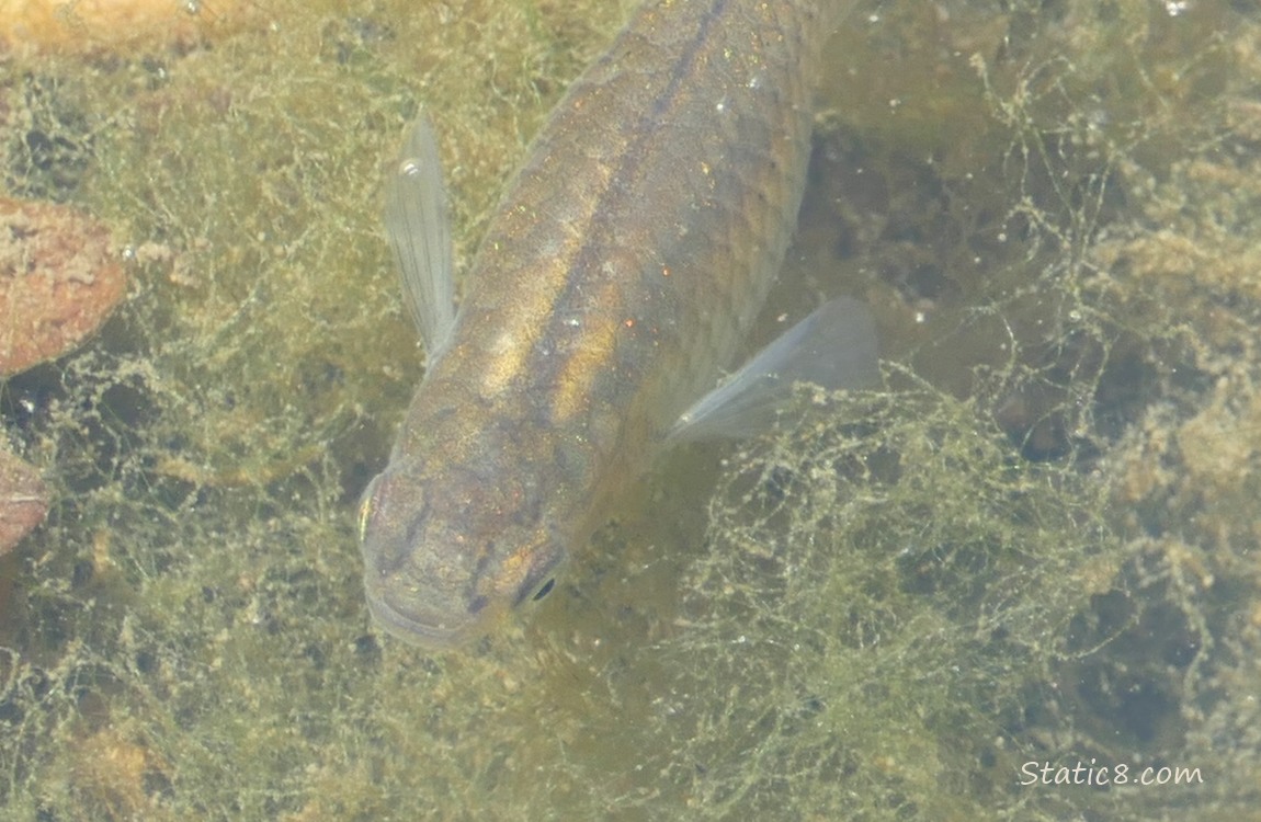 Minnow swimming in water