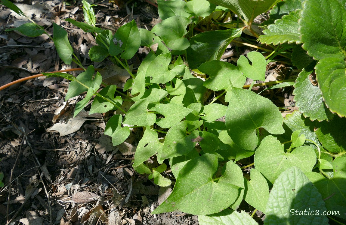 Black Bindweed growing in the ground