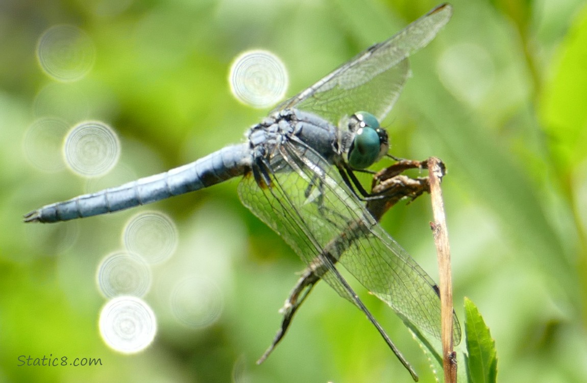 Dragonfly standing on a twig
