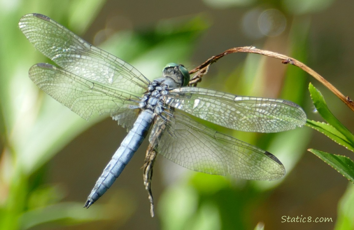 Dragonfly standing on a twig