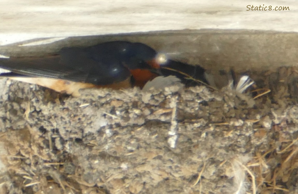 Barn Swallow parent sitting in the nest