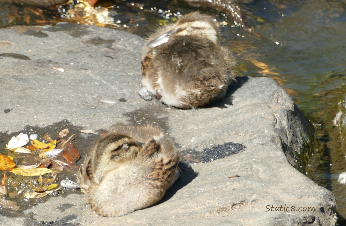 Two ducklings sleeping on a rock