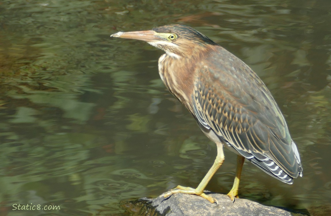 Green Heron standing on a rock in the creek