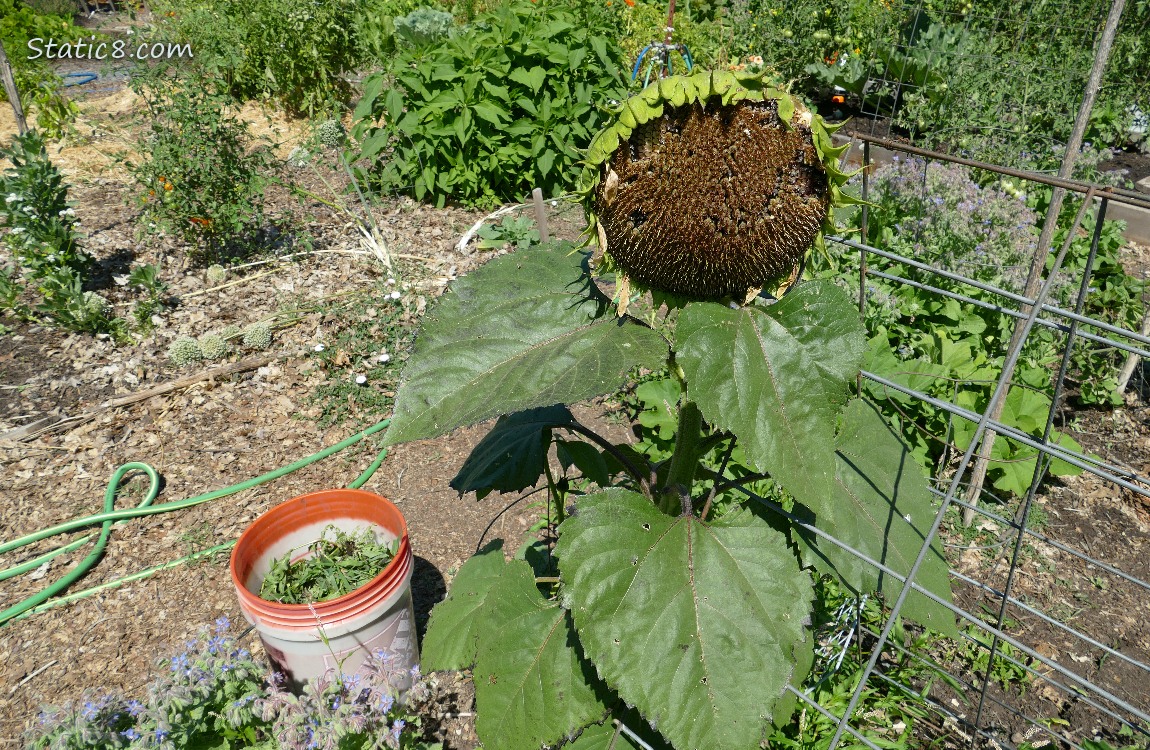 Bucket of weeds next to a Sunflower with  no petals
