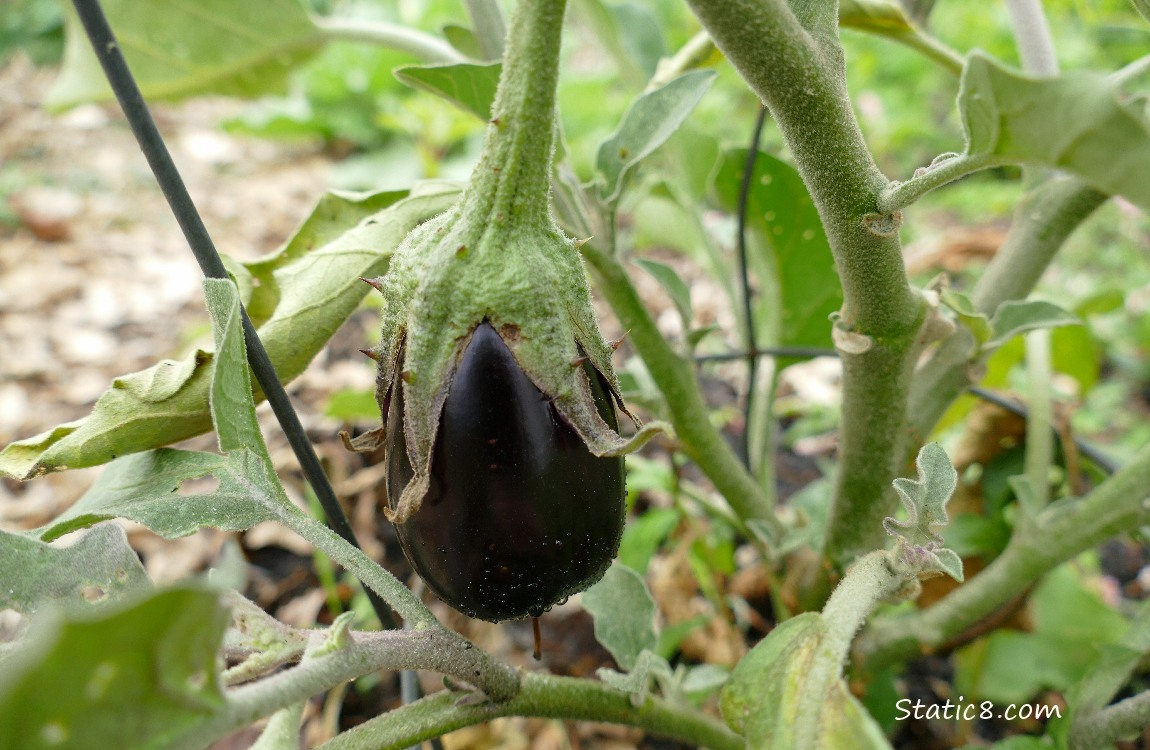 Aubergine fruit hanging from the plant