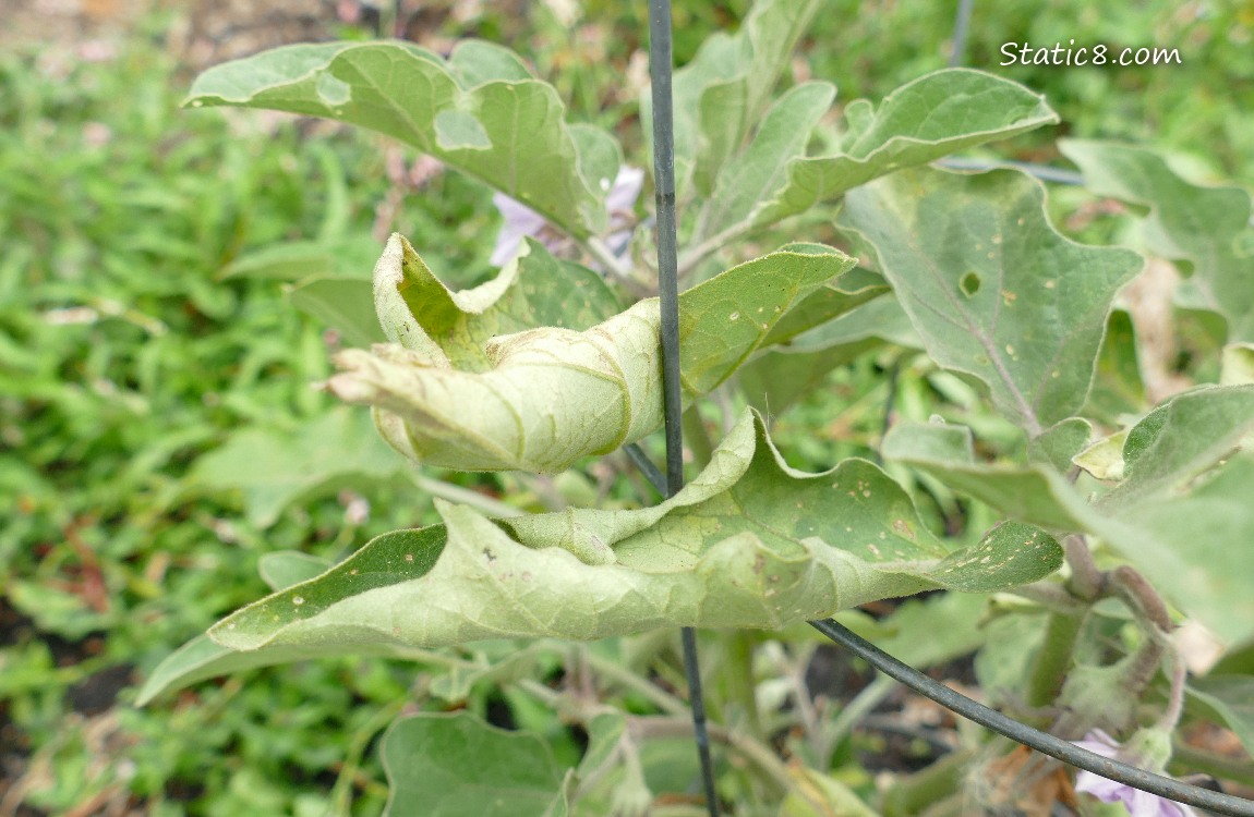 Curled leaves of an Aubergine plant