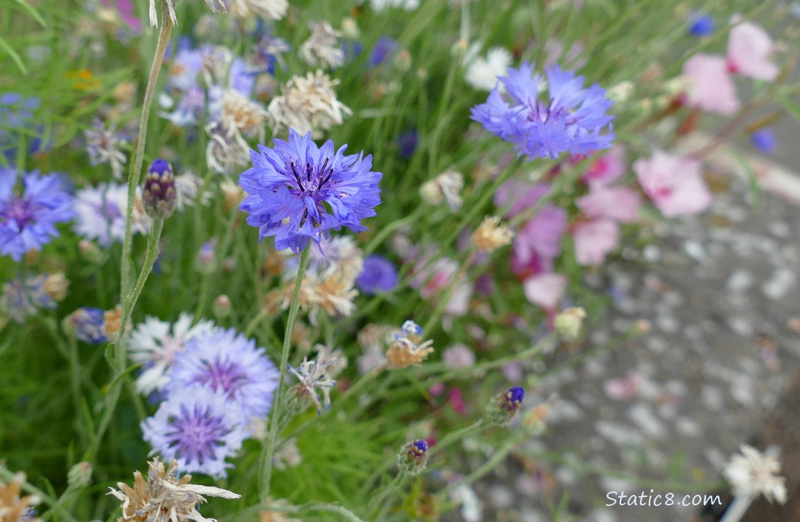Bachelor Button blooms with other flowers