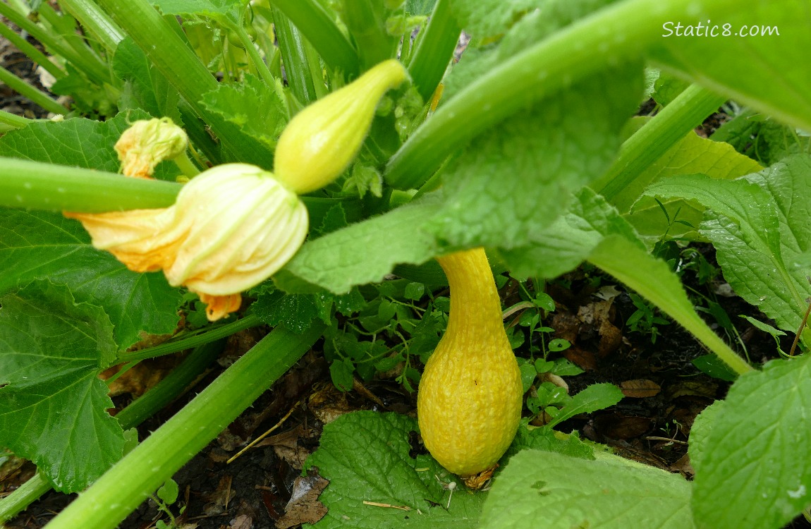 Crookneck squashs growing on the vine