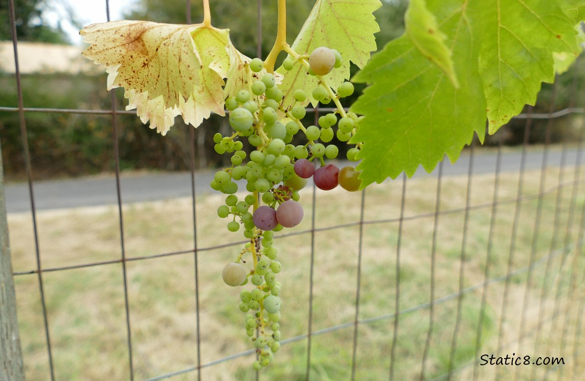 Grapes growing on the vine