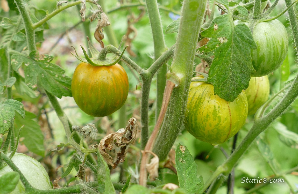 Green tomatoes growing on the vine