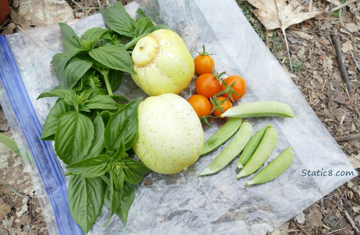 Harvested veggies laying on a ziplock bag on the ground