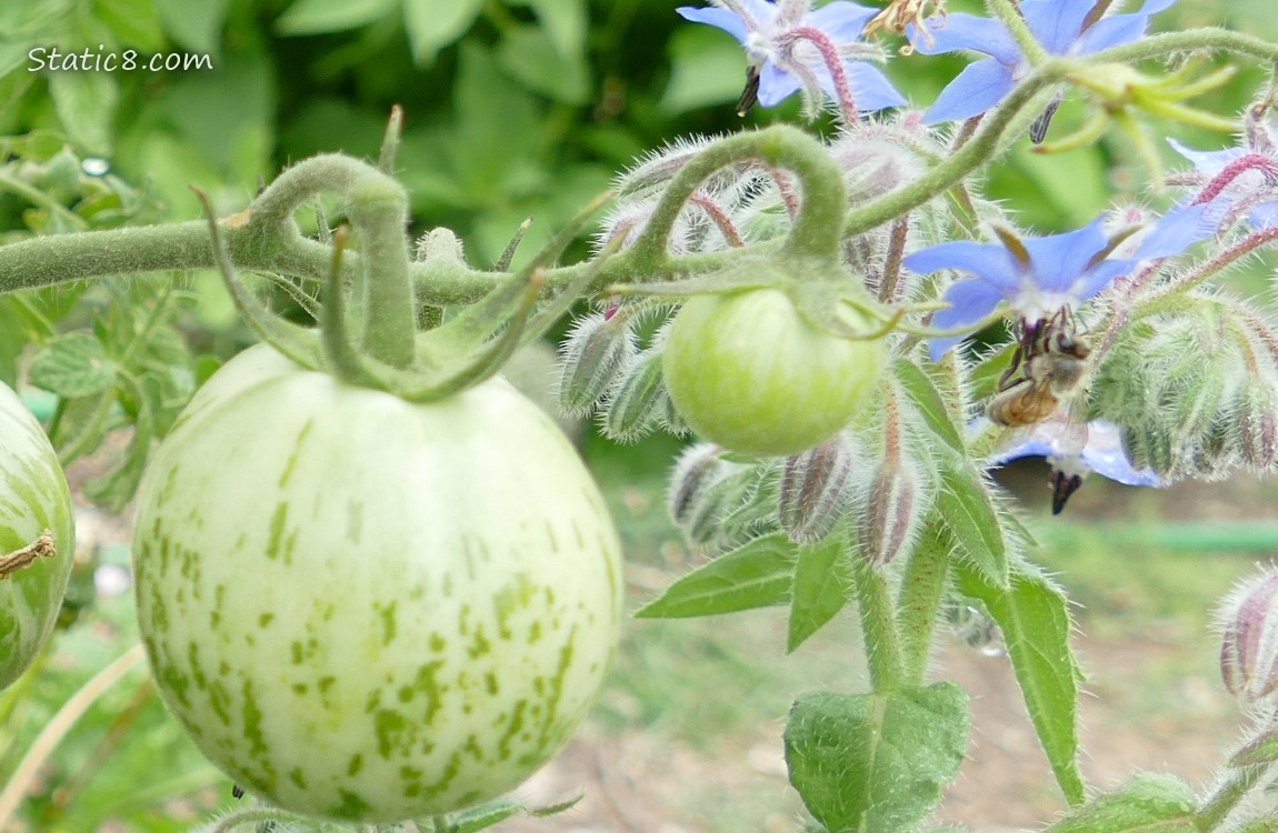 Honey Bee hanging from a Borage bloom next to some green tomatoes
