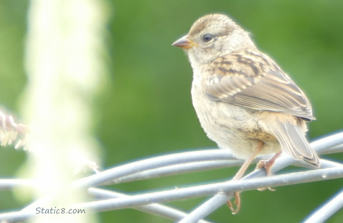 White Crown Sparrow standing on a wire trellis