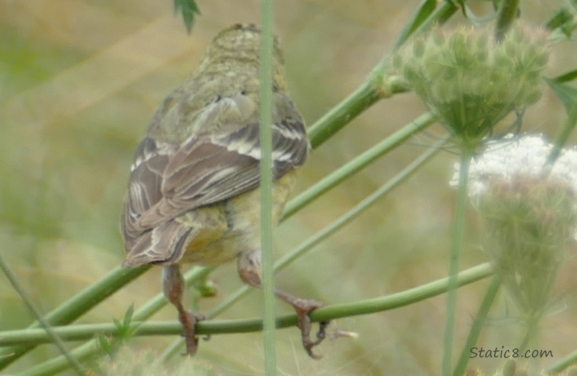 The back of a Lesser Goldfinch standing on a stalk