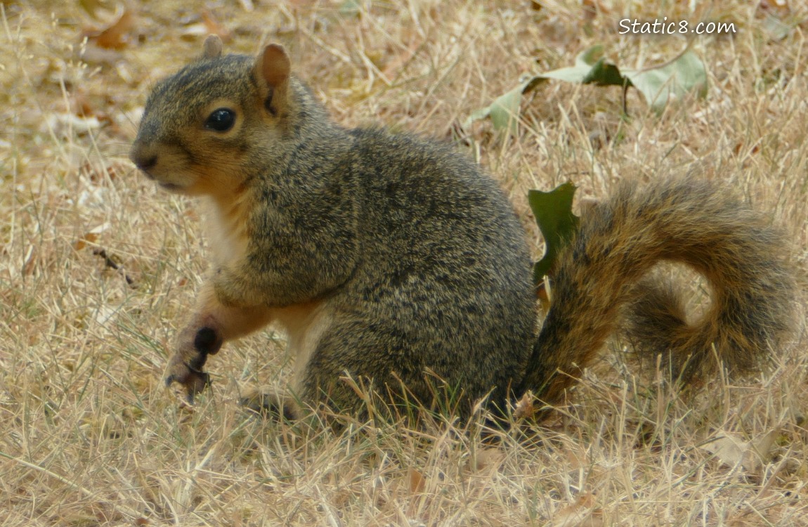 Squirrel standing in short dry grass