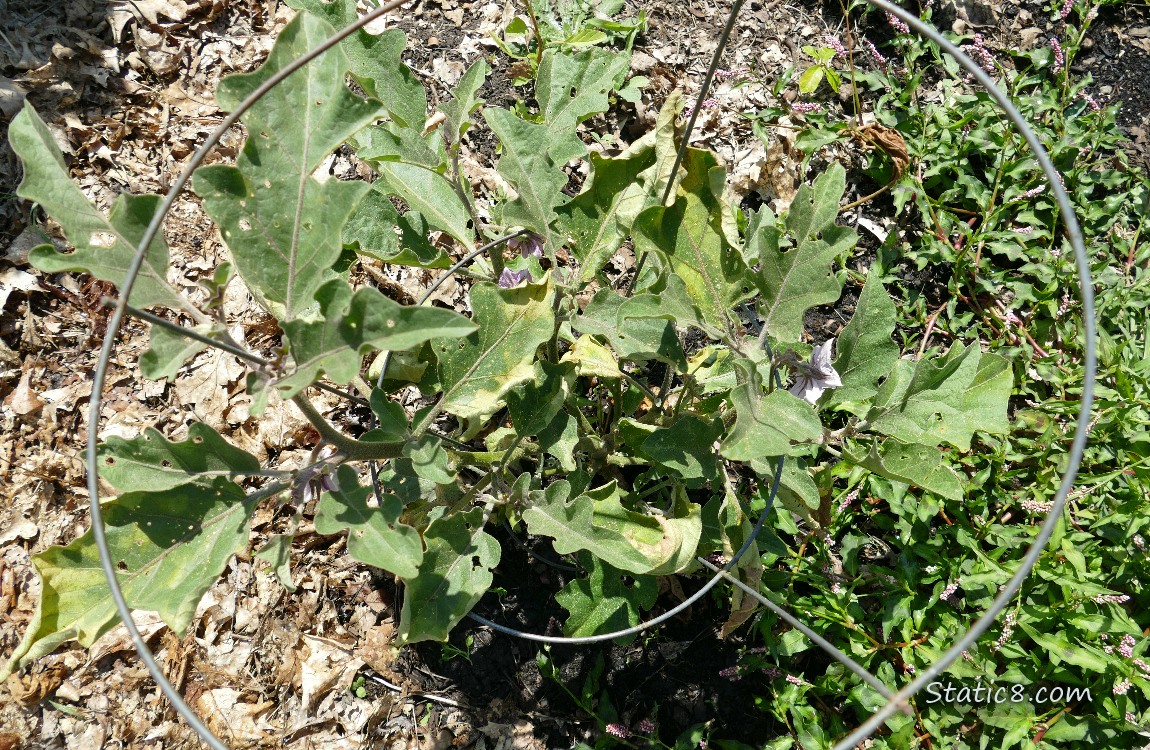 Looking down on a small Aubergine plant in a tomato cage