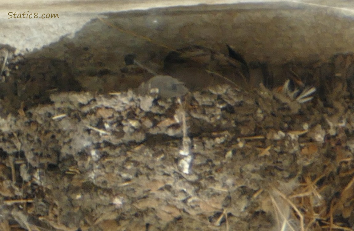 Barn Swallow nest