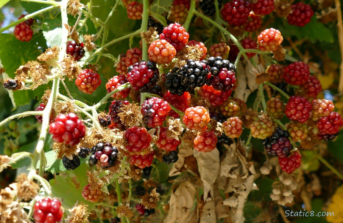 Blackberries in various stages of ripeness, hanging from the vine