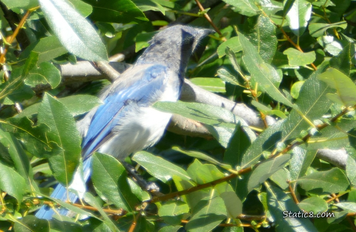 Scrub Jay standing in a tree with her face in a dark shadow