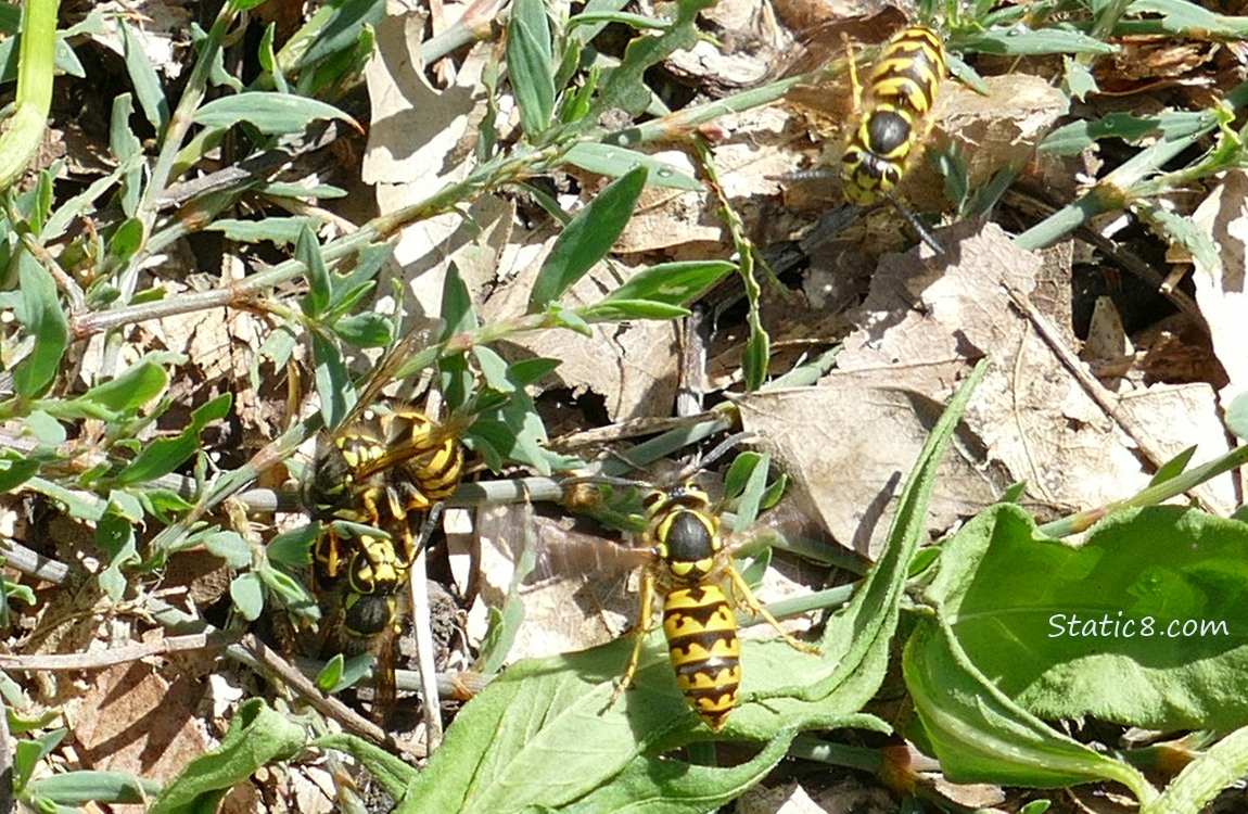 Yellow Jackets flying close to the ground