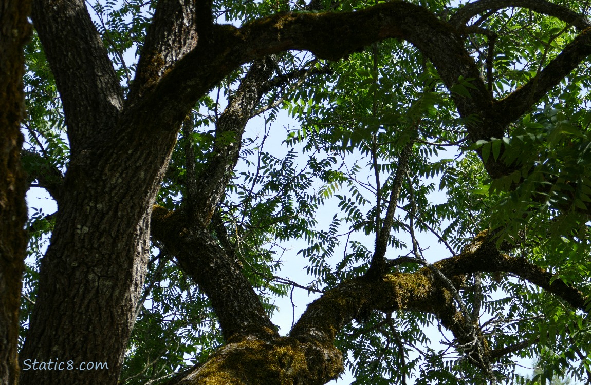Looking up at a Walnut tree, branches and leaves silhouetted