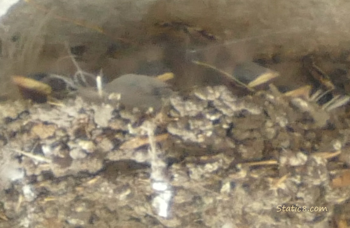 Blurry barn swallow babies, beaks just barely seen
