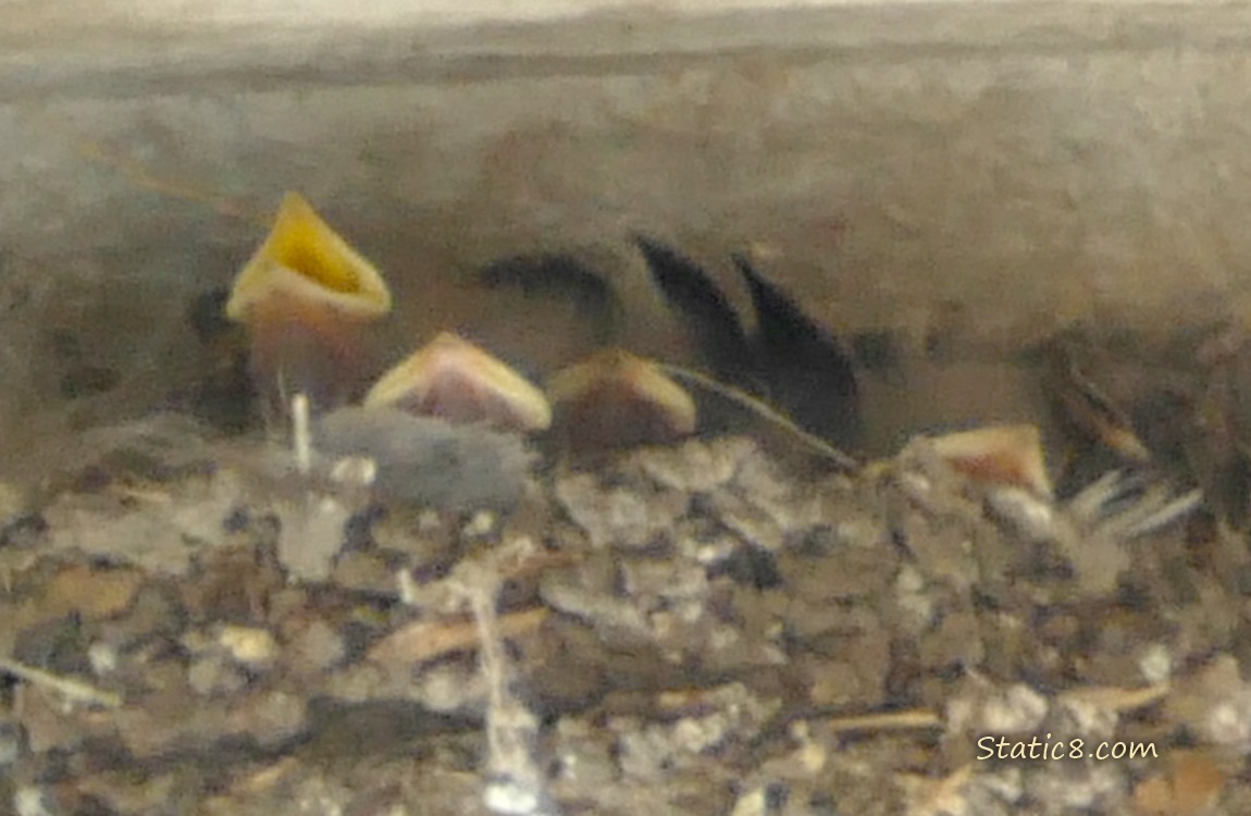 Barn Swallow babies in the nest, one is begging
