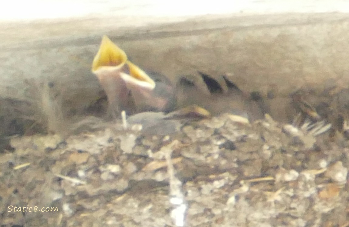 Barn Swallow babies in the nest, two begging