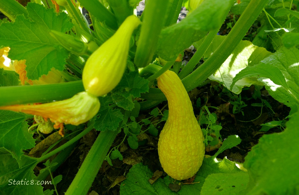 Crookneck fruit hanging from the plant