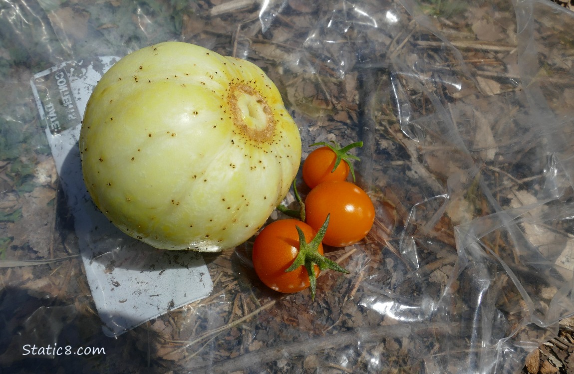 Harvested Lemon Cucumber and three sungolds
