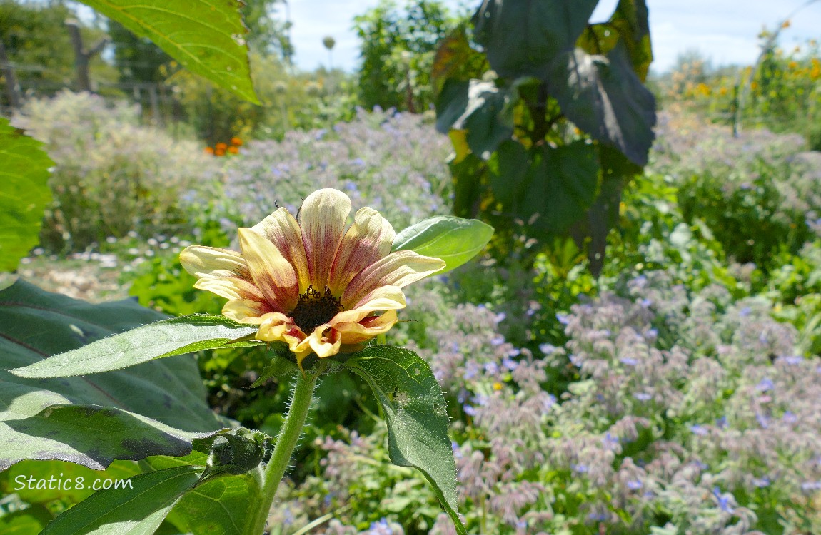 Small sunflower bloom with garden behind it