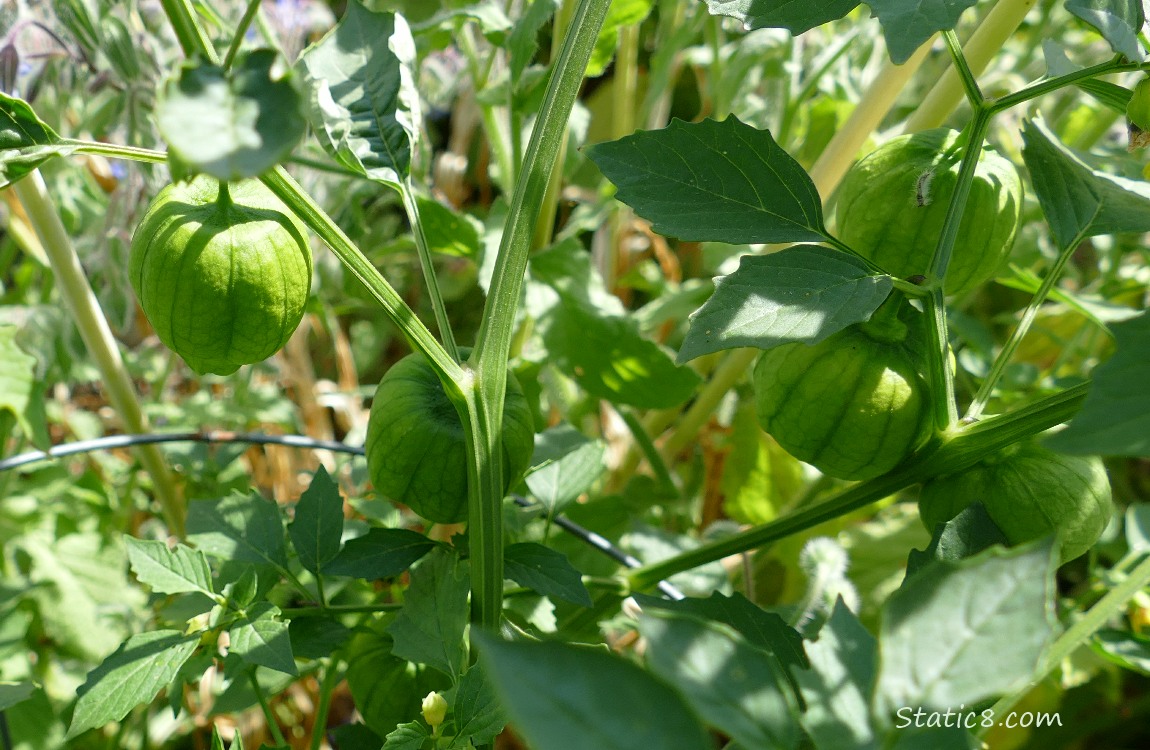 Tomatillo fruits hanging from the vine